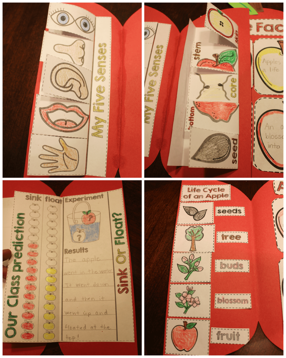 http://www.teacherspayteachers.com/Product/Apple-Science-Interactive-Activities-1444752