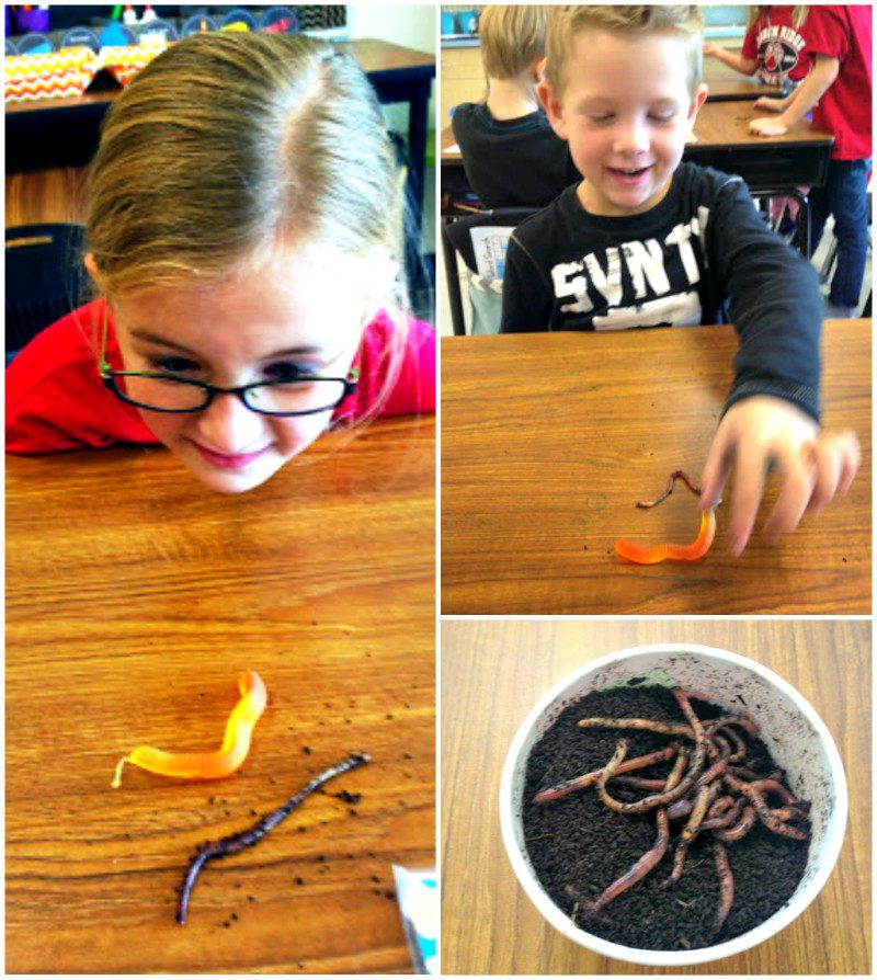 PicMonkey Collage worms