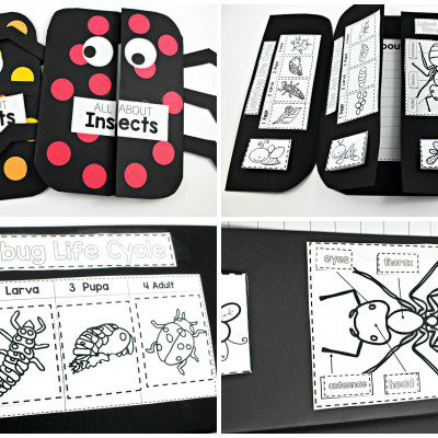 Insect Science Activities