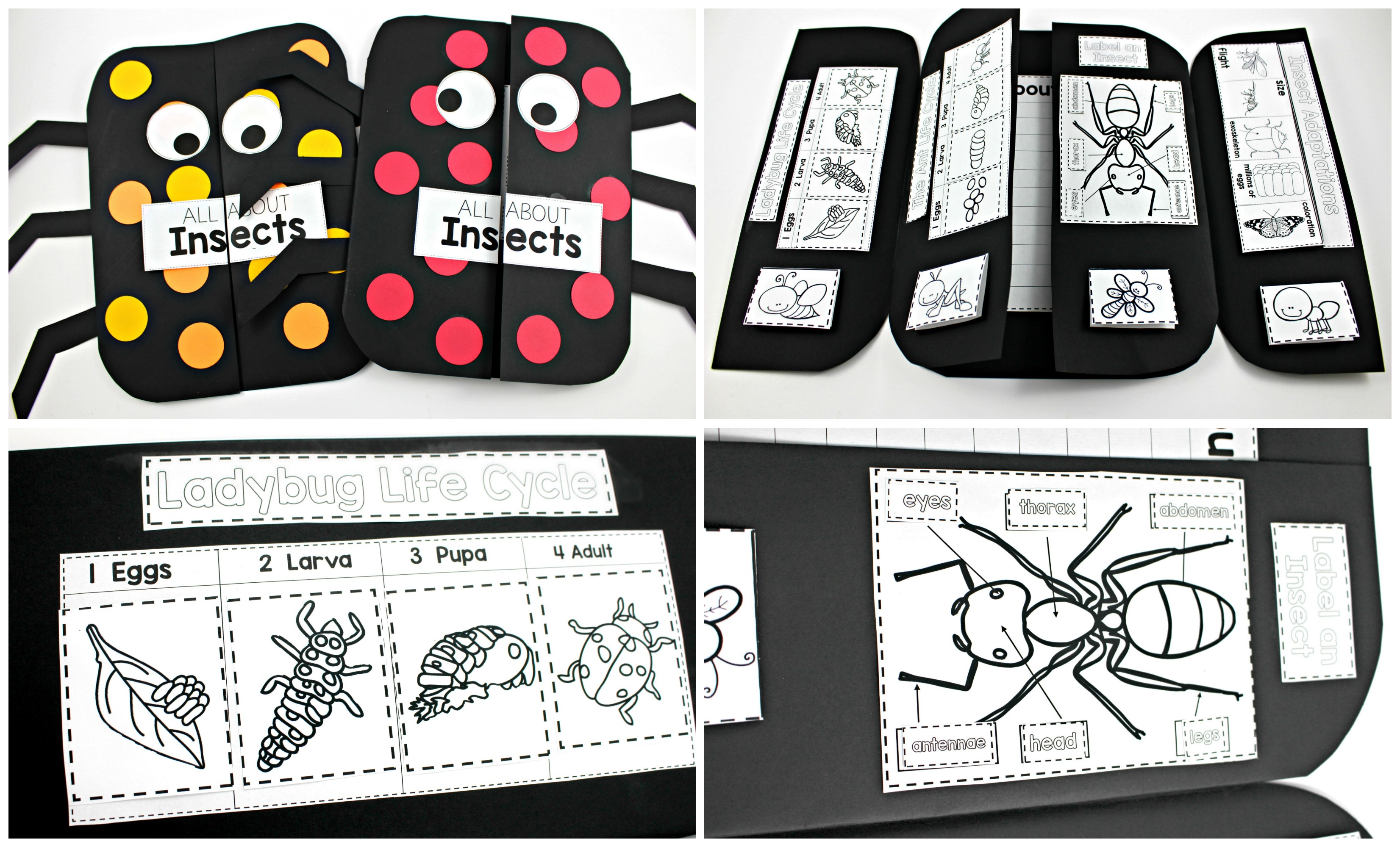 insect science activities tunstalls teaching tidbits