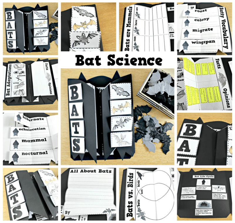 bat-collage