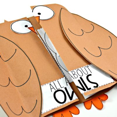 Owls and Other Nocturnal Animals