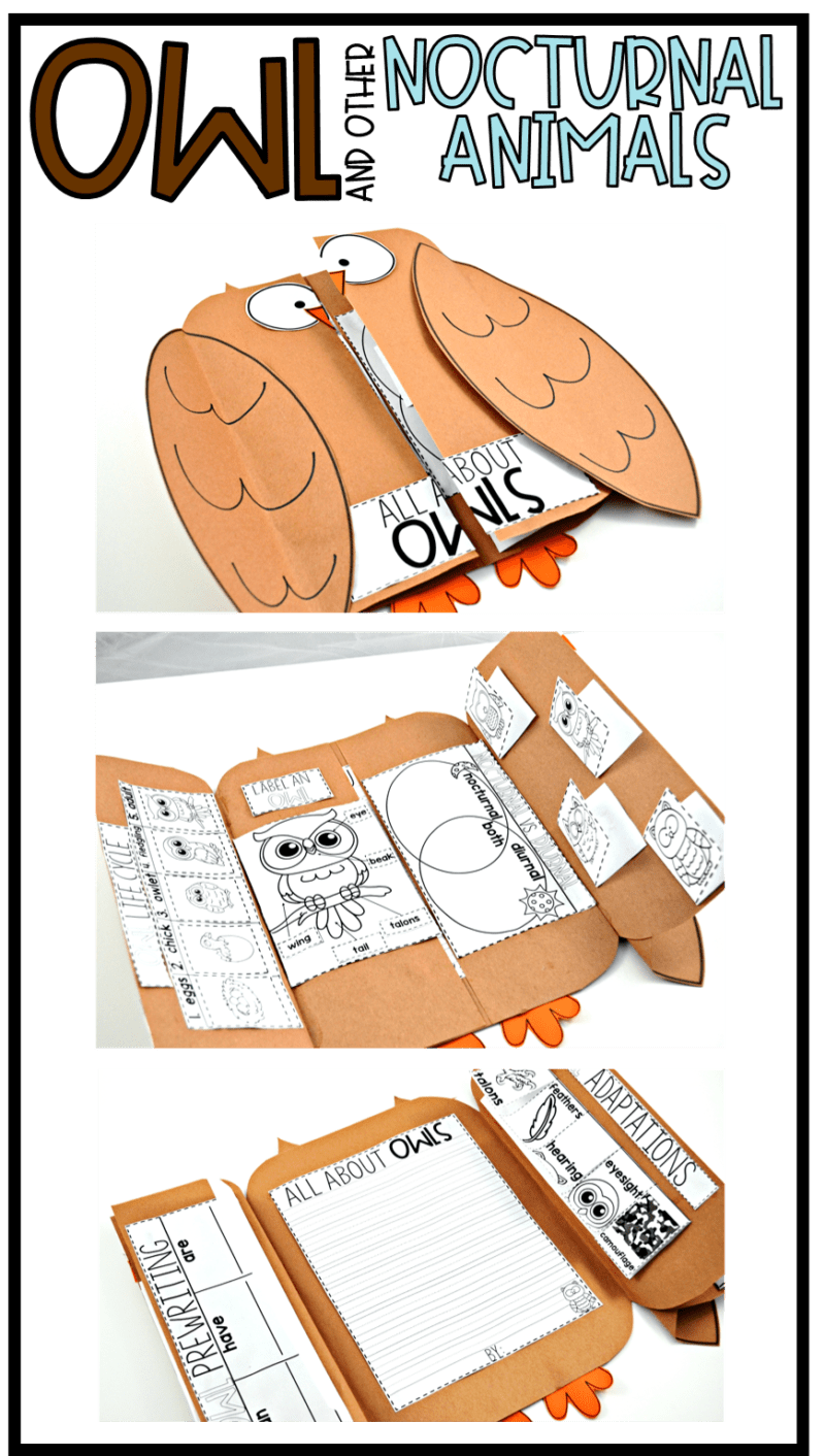 Owls and Other Nocturnal Animals - Tunstall's Teaching Tidbits Owls and Other Nocturnal Animals - Tunstall's Teaching Tidbits