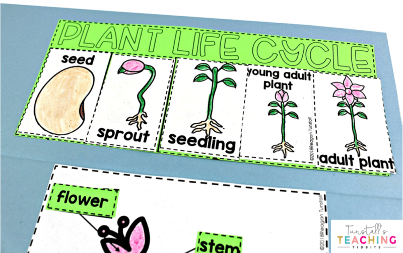 This unit provides interactive science activities to teach all about plants! Fill your own science notebook or create a 3-dimensional plant science book full of interactive hands on science lessons on parts of a plant, plant life cycle, plant needs, and more! These lap book foldables make for great STEM resources for kindergarten, first, and second grade. To learn more about "Interactive Plant Science", visit www.tunstallsteachingtidbits.com 