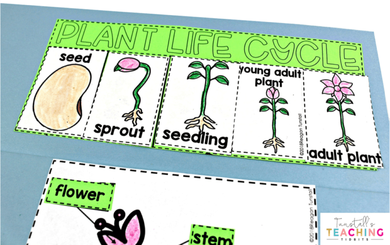 Plant Life Cycle Anchor Chart