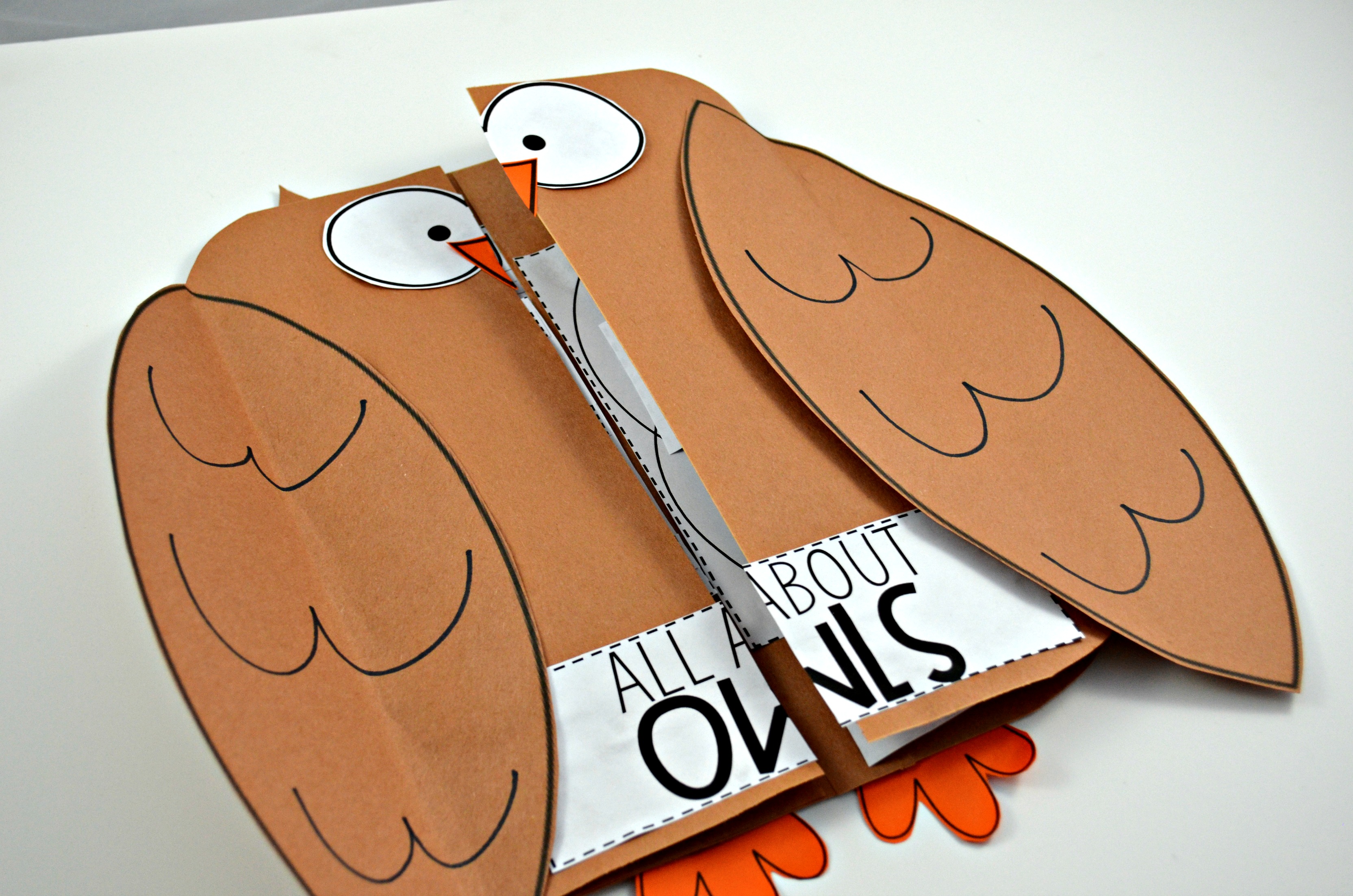 owl science