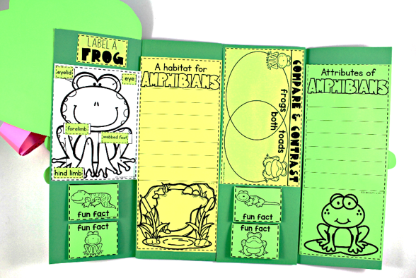 amphibians and frogs