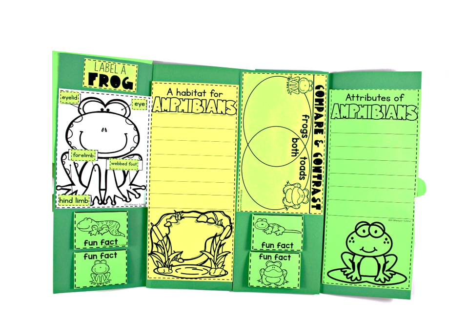 frog science