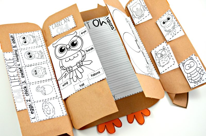 owl science