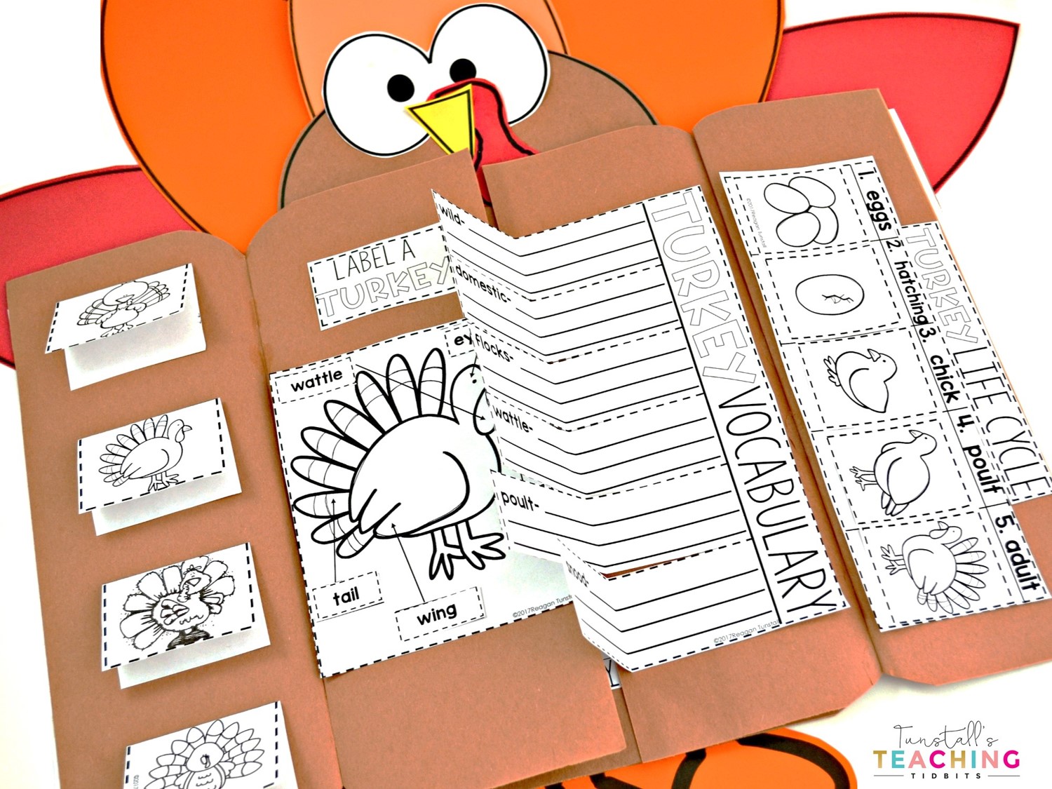 turkey science november resource